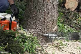 Best Hazardous Tree Removal  in Umatilla, OR