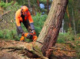 How Our Tree Care Process Works  in  Umatilla, OR