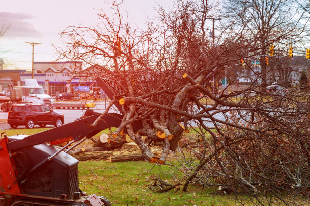 Best Tree Preservation Services  in Umatilla, OR