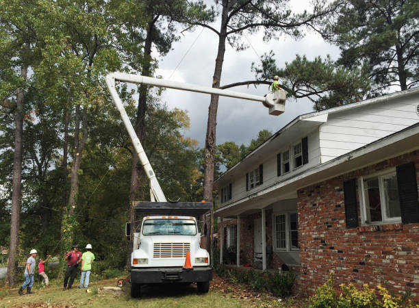 Best Tree Cabling and Bracing  in Umatilla, OR