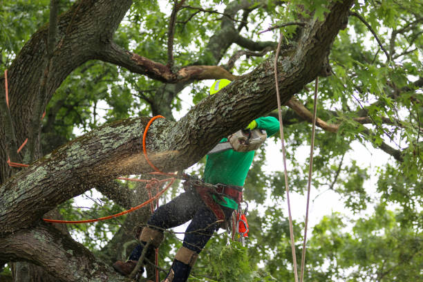 Reliable Umatilla, OR Tree Care Solutions